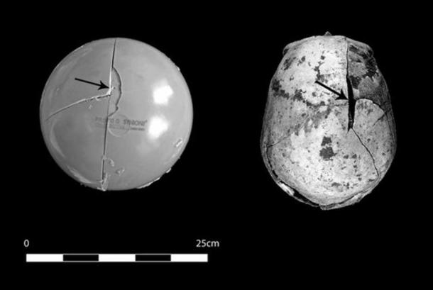 This comparison shows how similar the fractures made on the skull model are to the injuries on the skull of a 35- to 40-year-old man buried at the Neolithic site of Asparn/Schultz. 
