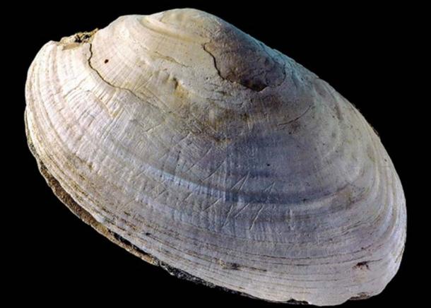 This etched shell from Java was found at the site where Homo erectus was discovered. Credit: Wim Lustenhouwer/VU University Amsterdam