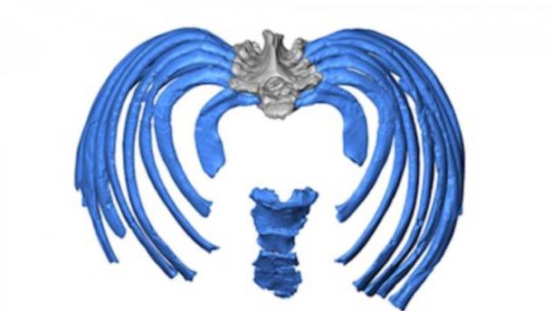 This image from the virtual reconstruction shows how the ribs attach to the spine in an inward direction, forcing an even more upright posture than in modern humans.         Source: Gomez-Olivencia, et al.