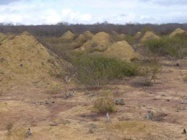 This image shows mound fields. The mounds are found in dense, low, dry forest caatinga vegetation and can be seen when the land is cleared for pasture. (Roy Funch/ CC BY 4.0)