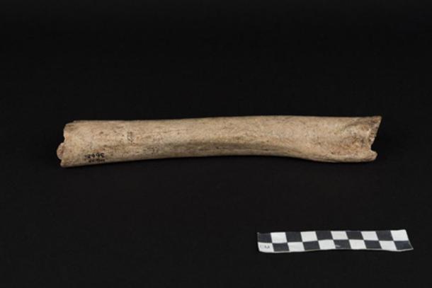 This is the femur of a male Neandertal from Hohlenstein-Stadel Cave, Germany. (© Oleg Kuchar, Museum Ulm)
