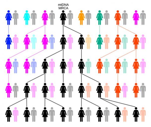 Through random drift or selection, the female-lineage will trace back to a single female, such as Mitochondrial Eve. In this example over five generations colors represent extinct matrilineal lines and black the matrilineal line descended from mtDNA MRCA. (ChrisTi / CC BY-SA 3.0)