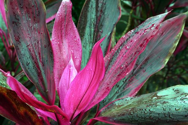 Ti Plant (Public Domain)