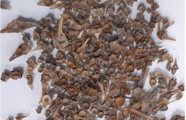 Tiny fish bones from medieval sites showed evidence of the popularity of flatfish. (University of York)