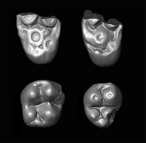 Tiny molar teeth of the parapithecid monkey Ucayalipithecus from the Oligocene of Peru. (Erik Seiffert)