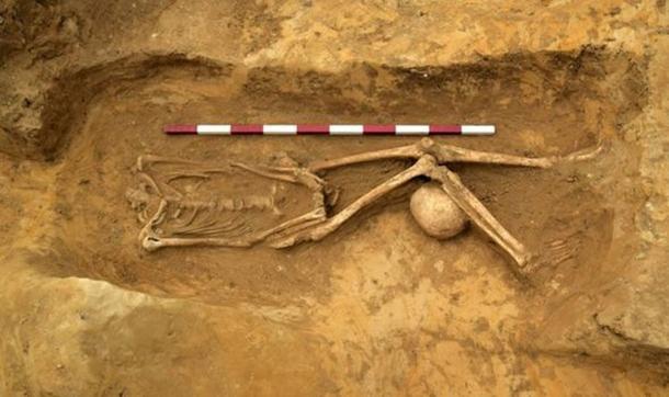 To find this many decapitated and oddly placed remains is unusual. (Archaeological Solutions)