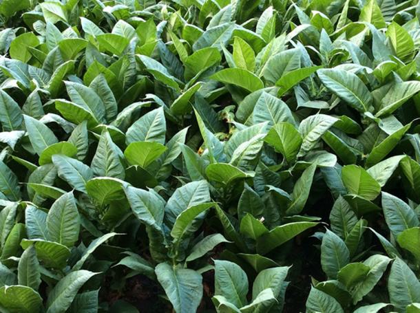 Tobacco plants