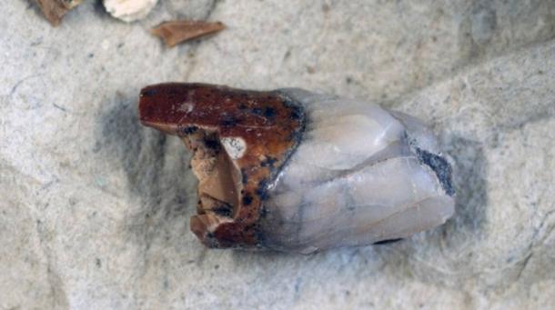 Tooth from Homo Erectus, 