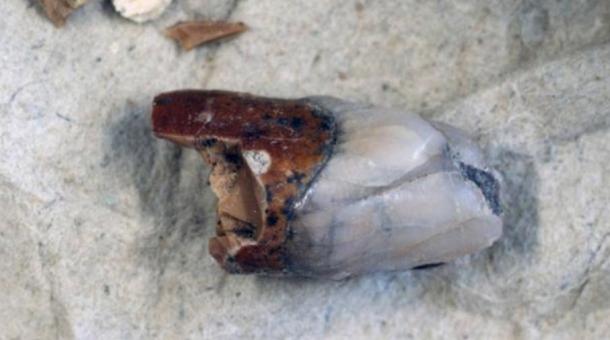 Tooth from Homo Erectus, “Peking Man” found at the Museum of Evolution, Uppsala University.