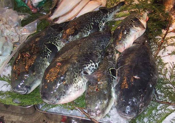 Torafugu for sale to master fugu chefs at the Tsukiji fish market in Tokyo (Chris 73 / CC by SA 3.0)