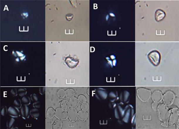 Se han identificado rastros de jengibre en hojas de obsidiana, la primera evidencia de la presencia de la planta en la remota Oceanía (PLOS ONE)