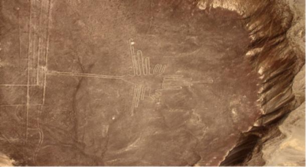 Traditionally categorized as a humming bird, the ornithologists have identified this as a Hermit. (Pixabay License)