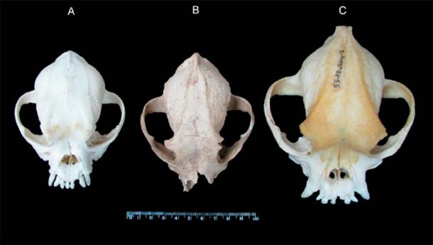 Tralleis dog skull compared with the skulls of modern breed dogs. A. Pekingese, B. Tralleis dog, C. French Bulldog. (Onar, et al. / Journal of Archaeological Science)