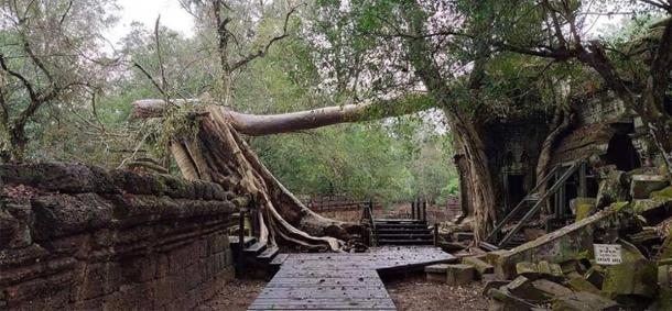 Los árboles se han derrumbado en los templos de Angkor Wat debido a los fuertes vientos. (Knongspor)