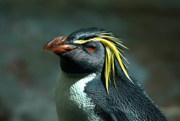Gough part of the group of islands, Tristan da Cunha, is home to species not found anywhere else