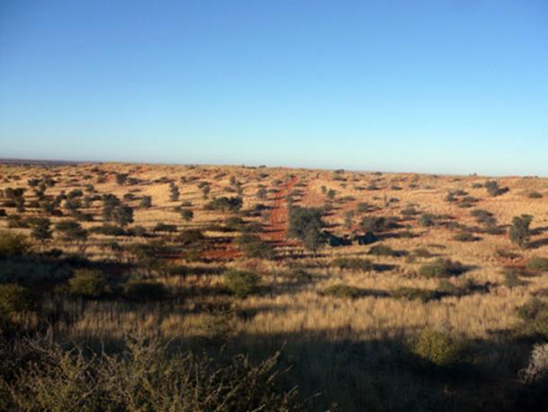 Tswana natives called the Kalahari Desert ‘the great thirst’. But it greens up in the rainy season. (Paolo D'Odorico / Public Domain)