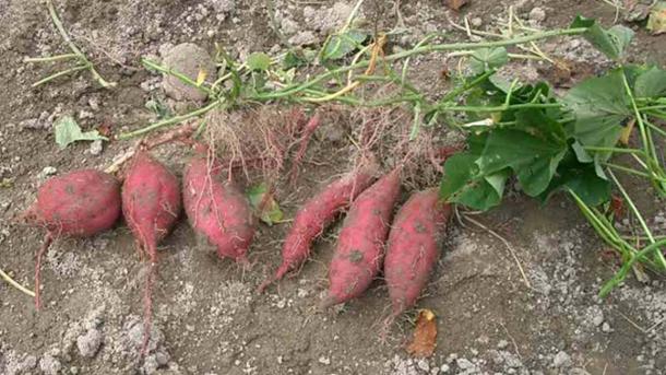 Tubers were part of the starch diet of early humans. (Miya / CC BY-SA 4.0)