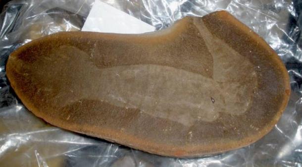 The Tullimonstrum fossil