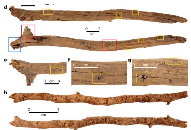 Two of the pieces of wood from the miniature fireplaces at Cloggs Cave. (David, B et al/Nature)