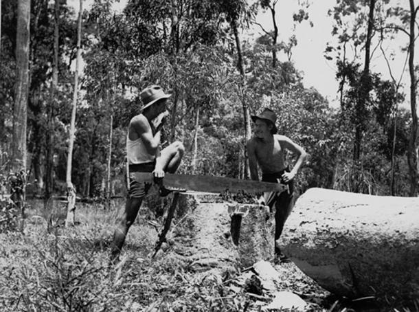 Two young men using a cross-cut saw on the St. Lucia Farm School, 1936. (Public Domain)