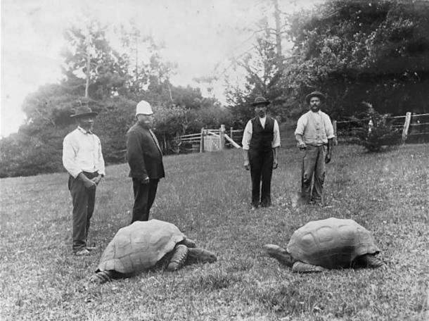 Dos tortugas gigantes, con Jonathan la tortuga a la izquierda, fotografiadas a finales de 1800. Se cree que Jonathan nació en 1832, lo que lo convierte en el animal terrestre vivo más antiguo del mundo. (Dominio publico)