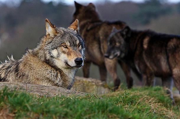 Wolves at the UK Wolf Conservation Trust.
