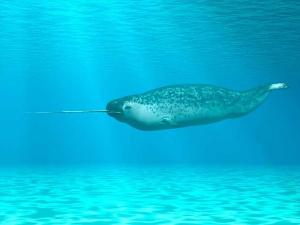 Unicorns are still cryptids, but the ocean dwelling narwhal may have inspired unicorn legends. Its hard, pointed tusk is quite distinctive. (Andreas Meyer / Adobe Stock)