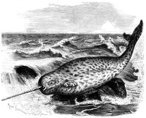 Historical depiction of a narwhal from ‘Brehms Tierleben‘ (1864–1869). (Public Domain)