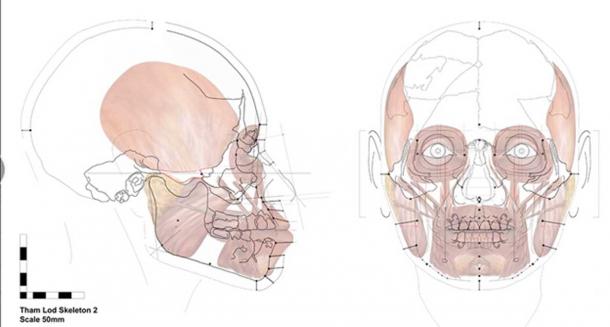 This image shows the facial approximation method of reconstructing the image of a person’s face just from the skull. 