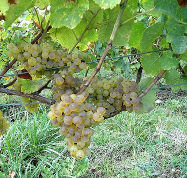 An ancient savagnin blanc grape seed has been found to have a direct relation to the modern variety. (CC BY-SA 4.0)