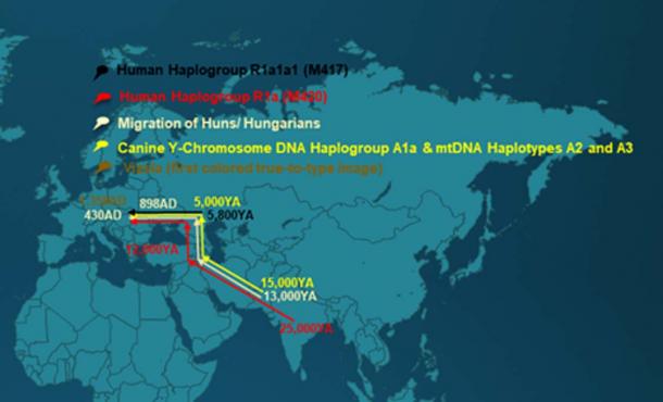 Simplified map of the migration routes of Hungarians and of their dogs. The migration routes include human R1a and R1a1a1 and canine DNA haplogrpoups, travel routes of people as well as of the Indo-European languages. Although these continued to spread North and West and later to other continents, these routes are not shown on this simplified map. The dog breed migration mirrors human migration. (provided by the author)