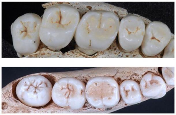 Upper and lower postcanine dentition of one representative SH individual - upper dentition is represented on top
