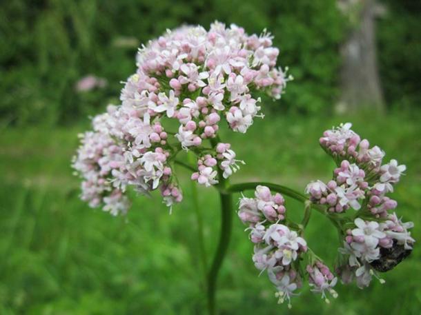 Valeriana officinalis.
