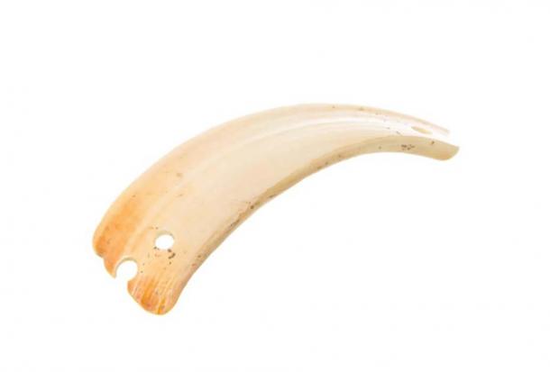 Boar tusk found at Verteba Cave in the Ukraine includes perforations which suggest that it was used as a pendant or some other kind of adornment. (Mykhailo Sokhatskyi)