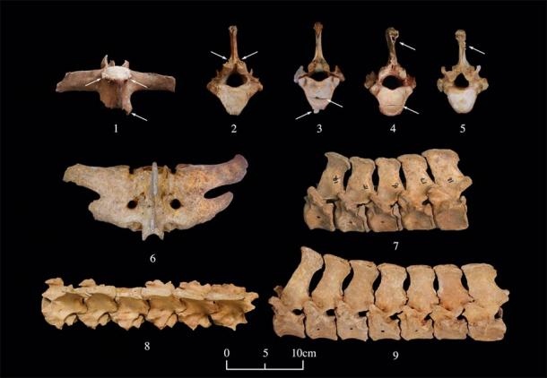 Vertebral abnormalities on horses were found in their skeletal remains. The research team concludes that these coincide with the effect of horseback riding in China. (Yue Li / Northwest University, Shaanxi)