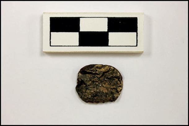 Vilca seed, from the hallucinogenic vilca tree, excavated at Quilcapampa, a Wari culture outpost in modern-day Peru. (M. Biwer / Antiquity Publications Ltd)