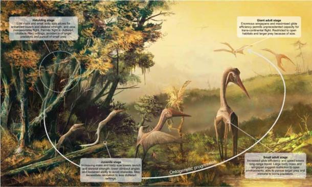 Resumen visual de cómo los parámetros de vuelo básicos que dependen del tamaño (carga alar, envergadura y relación de aspecto) podrían haber influido en la ecología de los pterosaurios a lo largo de la ontogenia. Los animales que se muestran aquí son azdárquidos gigantes, una especie que probablemente tenía los mayores diferenciales de masa ontogenética de todos los pterosaurios y, por lo tanto, potencialmente el rango ecológico más amplio en sus diferentes etapas de crecimiento. (Informes científicos)
