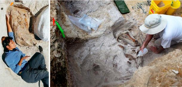 Left; Volunteer with a gomphothere jaw. Right; Vertebrate Paleontology Collections Manager, Richard Hulbert, adding glue to the fossils of the 'elephant bone bed'. (Florida Museum)