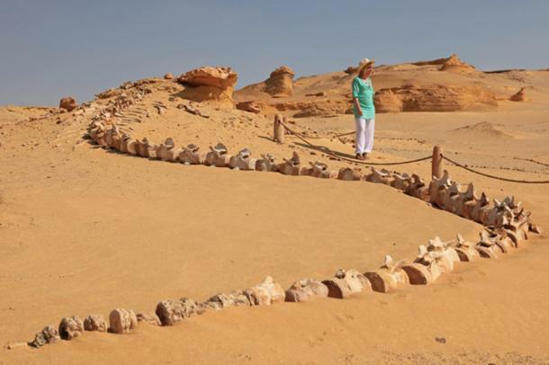 Wadi Al-Hitan (o el Valle de las Ballenas) en Egipto alberga restos fósiles de valor incalculable. Aquí, los turistas pueden visitar el Museo de Fósiles y Cambio Climático de Wadi al-Hitan en la Depresión de Fayoum, que incluye un esqueleto de ballena de 18 metros de largo en el desierto. (Holger TK / Adobe Stock)