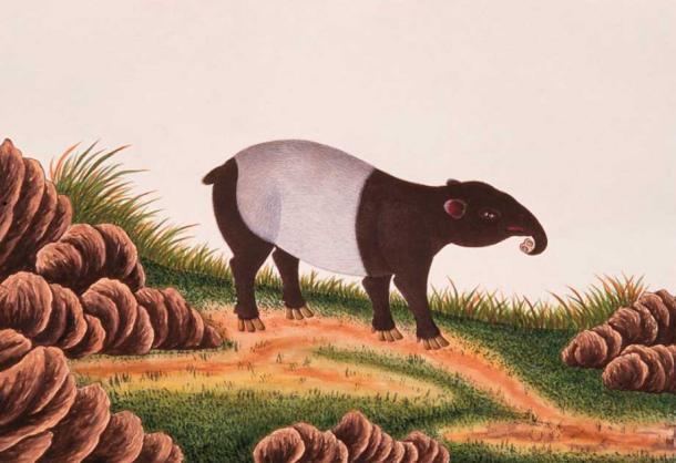 Watercolor drawing of an adult Asian tapir, known as a Baku in Japan, from the early 1800s. (Public domain)