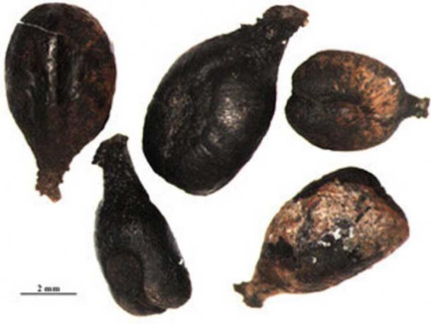 Waterlogged Roman grape seeds like these were genetically tested to investigate grape varieties in the past. Credit: L. Bouby, CNRS/ISEM