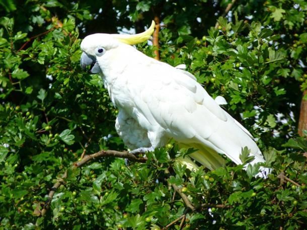 White Cockatoo is now a categorized as Highly Endangered (CC0)