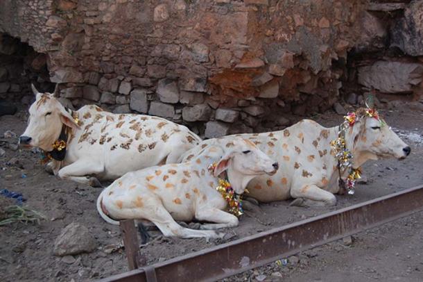White cows decorated for Diwali celebrations. 