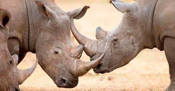 White rhinoceros locking their horns.  (Mari / AdobeStock)