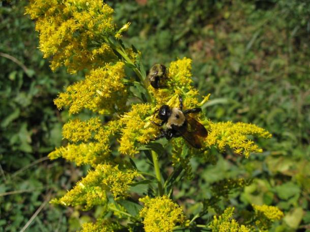 Wild honeybees collect nectar that will be turned into honey to feed the queen, larvae and the rest of the colony