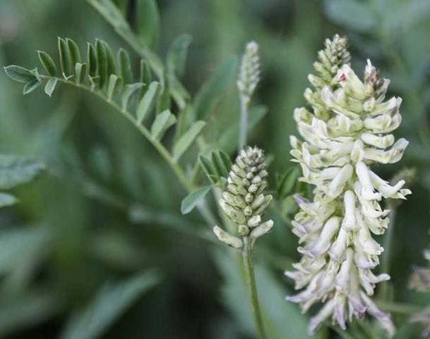 Wild licorice (Glycyrrhiza lepidota), flower stalk and leaf stem. (Dcrjsr/CC BY 4.0) This is one of the ingredients in the Babylonian lamb stew recipe.