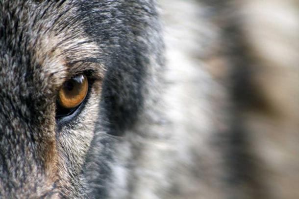 The Wolf is coming.