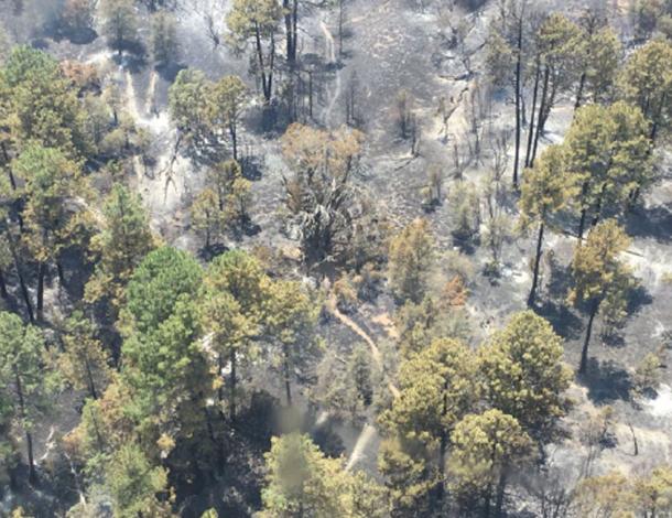 Woodbury Fire personnel report that mitigation efforts in the area of the Medusa Mother Tree were successful. (US Forest Service Tonto National Forest / Facebook)