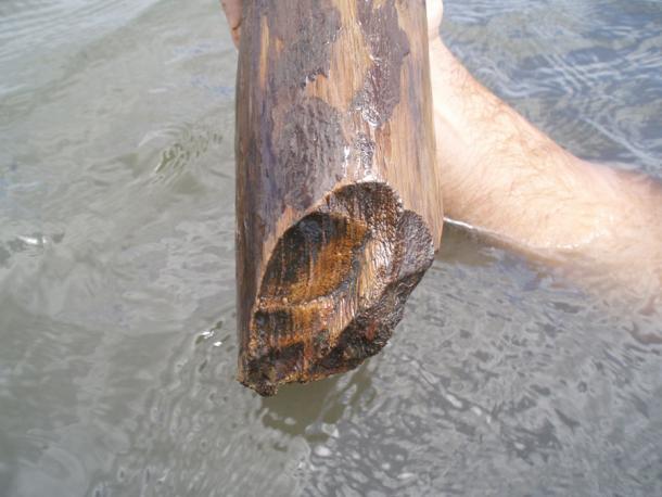 Wooden post 305 from the Ek Way Nal Maya salt making site. (Heather McKillop / Ancient Mesoamerica Journal)