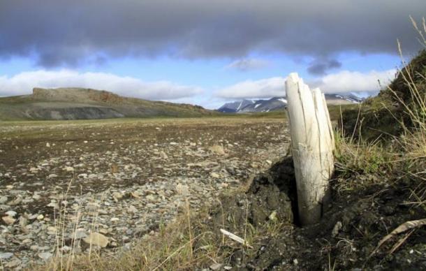 Woolly mammoth tusk in Siberia. (Love Dalén/Stockholm University)